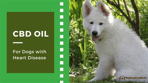 Cbd Oil For Heart Disease In Dogs