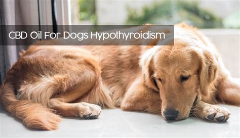 Cbd Oil For Hypothyroidism In Dogs