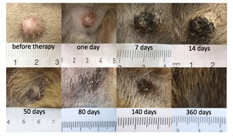 Cbd Oil For Mast Cell Tumors In Dogs