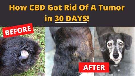 Cbd Oil Shrinking Tumors In Dogs