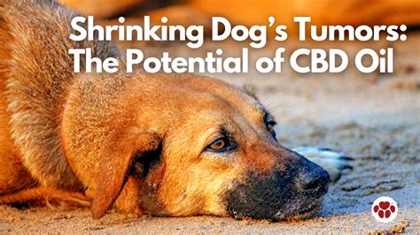 Cbd Oil To Shrink Tumors In Dogs Sale