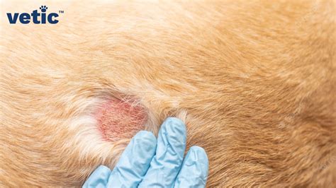 Cbd Oils For Fungal Infection In Dogs