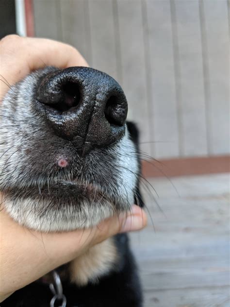 Cbd On My Dogs Nose