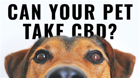 Cbd Pets Dangerous