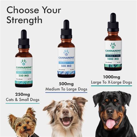 Cbd Treat Older Dog