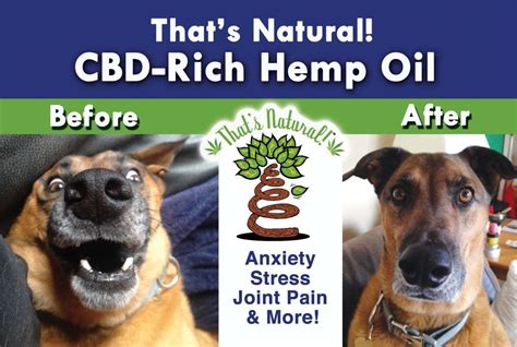Cbd Treatments In Dogs