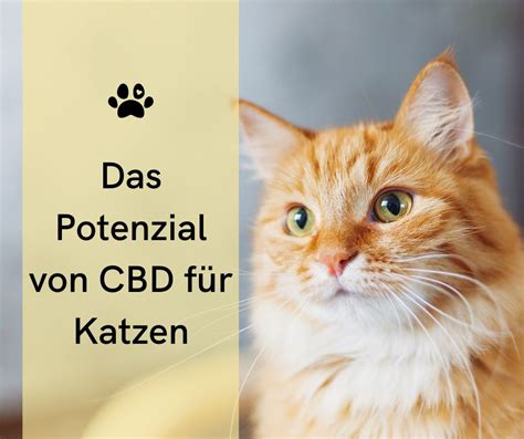 Cbd-öl für karzinoide tumoren