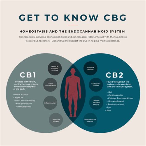 Benefits of CBD. Unlike THC, which acts on cannabinoid receptors in the brain, CBD acts on opioid and glycine receptors. These receptors regulate pain and the neurotransmitter serotonin, which helps us feel good. Unsurprisingly, then, research has shown that CBD can have lots of benefits. These include:. 