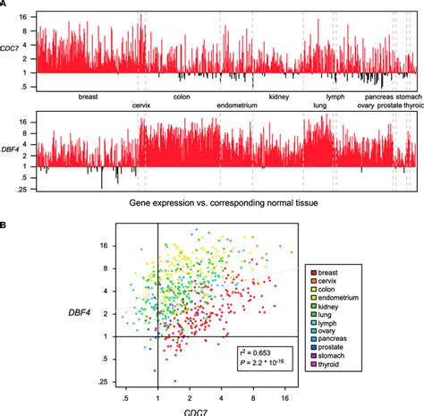 Cdc7-Dbf4 kinase overexpression in multiple cancers and