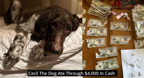 Cecil dog cash. Jan 4, 2024 · A Goldendoodle called Cecil ate $4,000 in cash lying on a couple's kitchen counter. The owners had to retrieve the shredded bills from the dog's poop and vomit. Remarkably, the couple salvaged ... 
