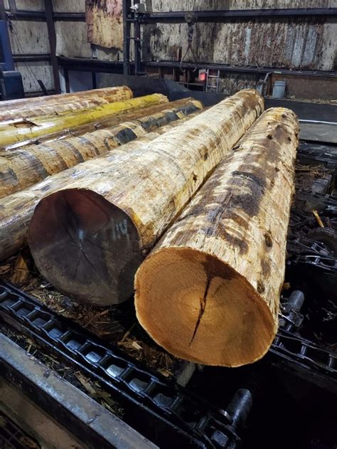 Cedar Log Prices 2021