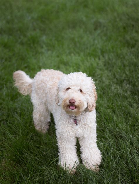  Australian Labradoodles make wonderful family pets, but our doggies have also been taught the value of calm play. Our puppies are taught from a young age it’s not appropriate to jump or bite on our kiddos and they grow up able to coexist with young kids in a healthy way. . 