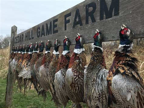 Cedar hill game farm. Cedar Hill Game Farm "Something for Everyone" W10200 Cty. Hwy. DE Beaver Dam, WI 53916 United States. Hours: Mon-Sun 8am - 7pm P: (920) 296-6812. Google Map. HOME; About; 