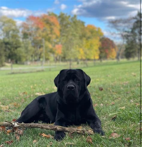 We offer professional retriever training for hunting and AKC hunting test and are breeders of top quality working labradors. Our training and breeding programs produce stylish retrievers that are exciting to watch in the field and a pleasure to have as hunting partners and family companions.. 