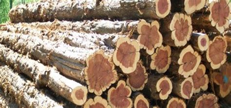 Cedar logs for sale. 