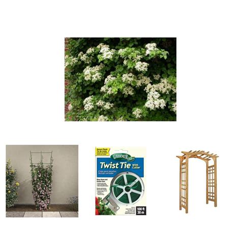 Cedar wright climbing hydrangea