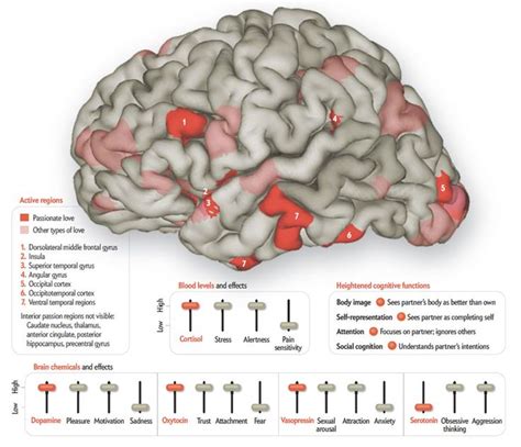 Cedars Sinai Investigators Identify Human Brain Processes Critical to Short Term Memory