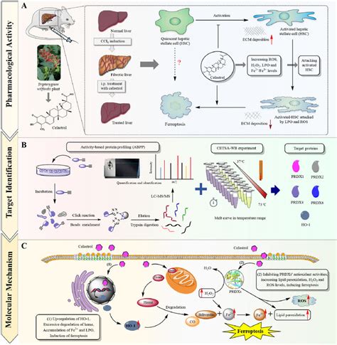 Celastrol induces ferroptosis in activated HSCs to ameliorate …