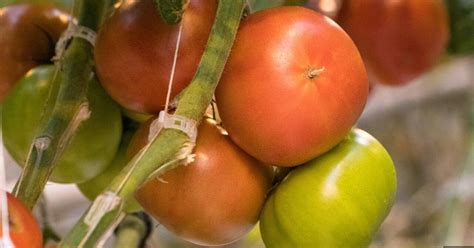 Celebrate all things tomato this weekend in Westby