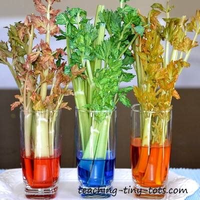 Celery Food Coloring Science Experimen