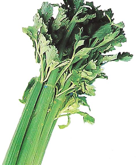 Celery Production Guide