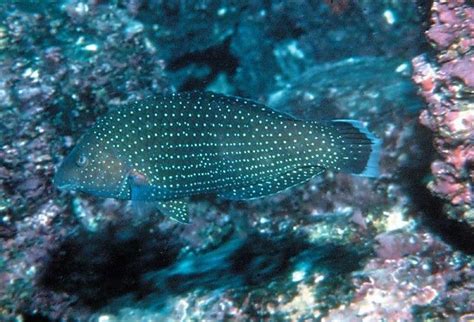 Celestemartel Leaks [HD] 🔥 200 Videos