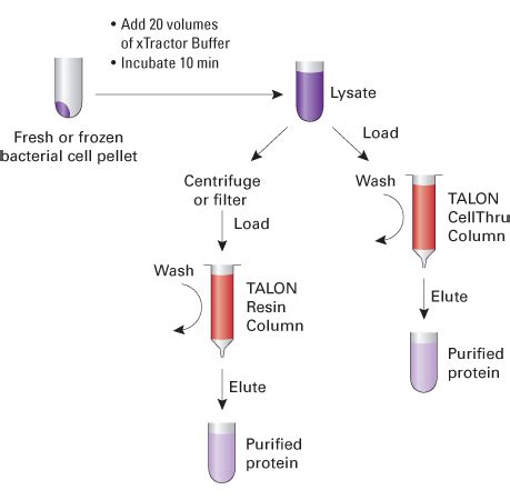 Cell/tissue extraction buffer recipe volumes ResearchGate