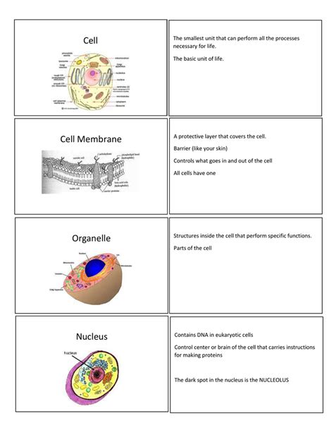 Cell Biology 1.3 Flashcards Quizlet