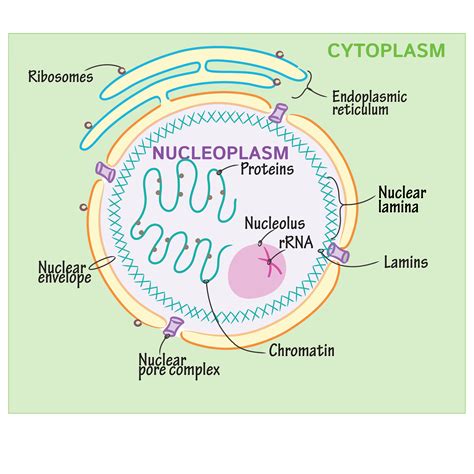 Cell Biology of the Plant Nucleus - PubMed