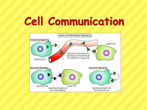 Cell Communication Concept & Examples How Do Cells …