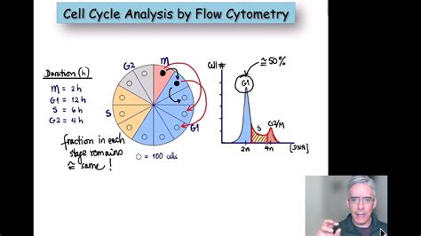 Cell Cycle Analysis by Flow Cytometry - YouTube