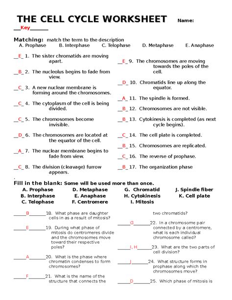 Cell Cycle Labeling Worksheet Question Answers Worksheet Resume Examples