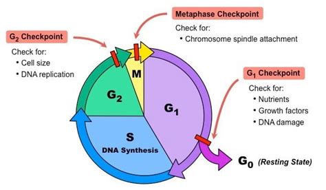Cell Cycle Phases and Checkpoints