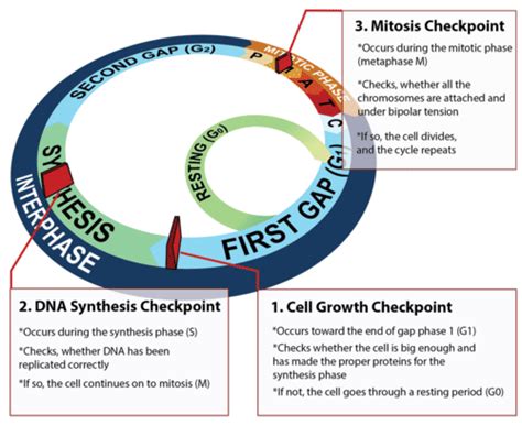 Cell Cycle Regulation Advanced CK 12 Foundation Worksheets Library