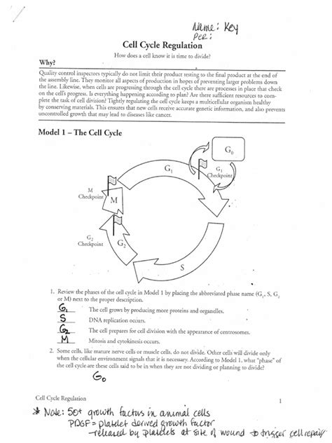 Cell Cycle Regulation Answer Key Pogil Pdf