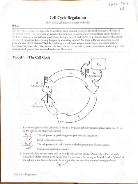 Cell Cycle Regulation POGIL PDF Worksheets Library