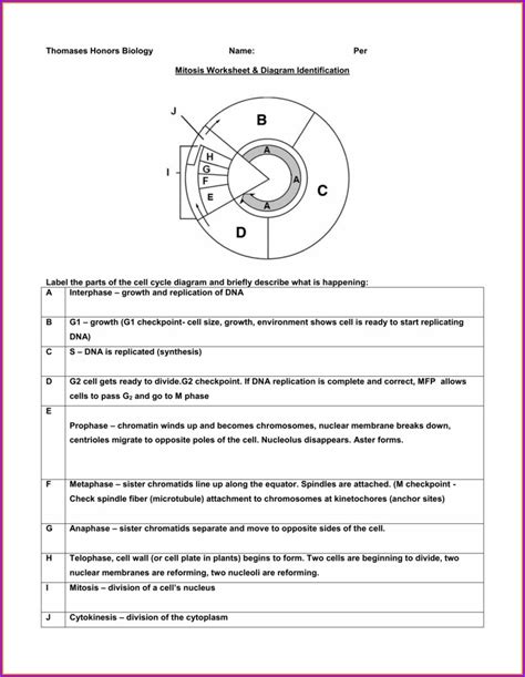 Cell Cycle Regulation Worksheet Pdf Worksheet Resume Examples