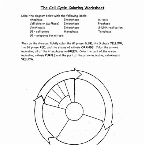 Cell Cycle Worksheet Coloring