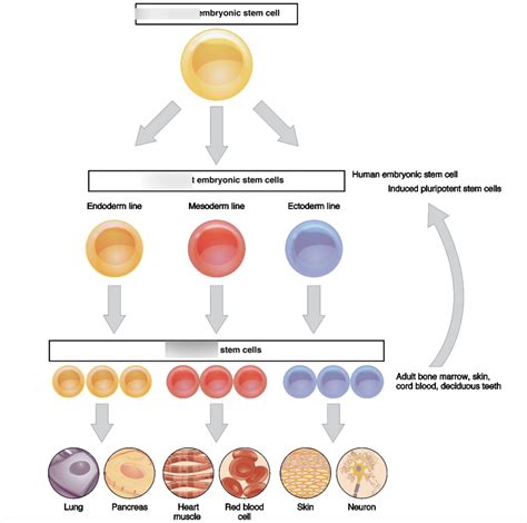 Cell Differentiation (Unit Test pt. 2/3) Diagram Quizlet