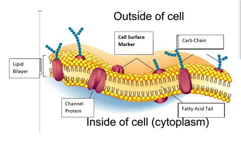 Cell Homeostasis Quizlet