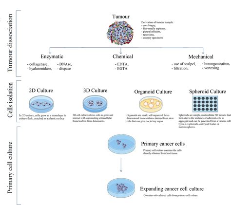 Cell Line