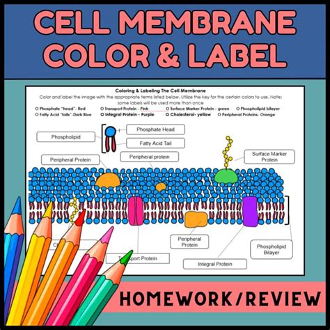 Cell Membrane Coloring Shee