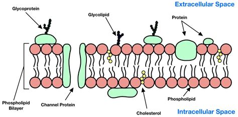 Cell Membrane Diagram Easy