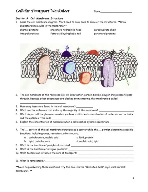 Cell Membrane Diagram Worksheet