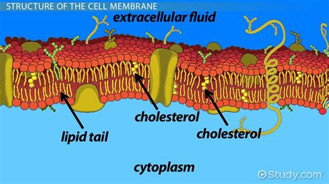 Cell Membrane How do cells maintain homeostasis?