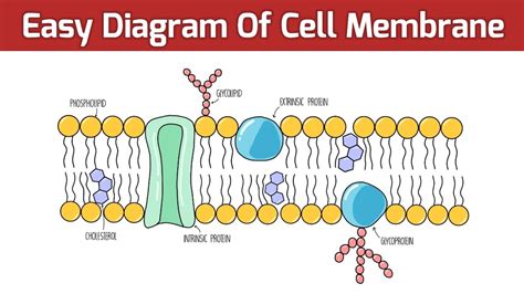 Cell Membrane Layers Simple Functions and Diagram