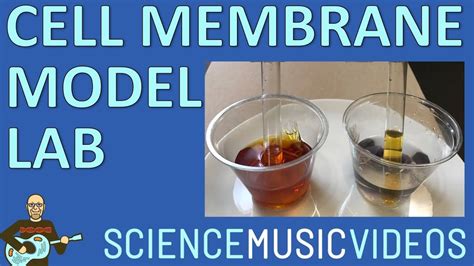 Cell Membrane Model Demonstration Using Dialysis Tubing