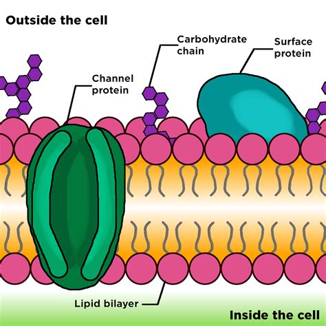 Cell Membrane Structure amp Function Expii