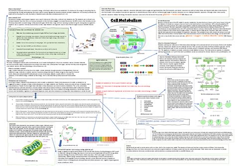 Cell Metabolism - Studocu