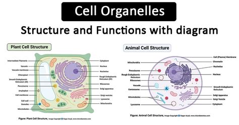 Cell Organelles And Their Functions Chart 20202021 Fill and Sign